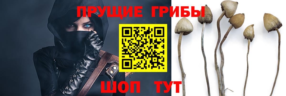 Красноуфимск  Псилоцибиновые грибы Psilocybe  Вход с VPN  Псилоцибиновые грибы прущие грибы 